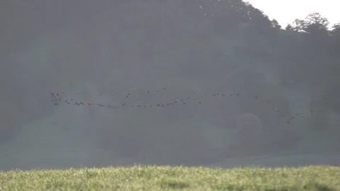 Flock of Birds Flying Over Grassy Green Field in Rays of Light Stock Footage 102408112