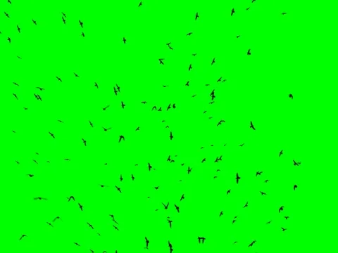 Flock of birds flying over green background 스톡 동영상 85295873