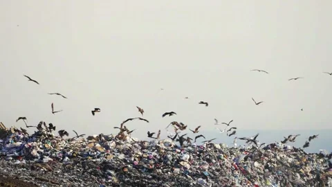 Flock of Birds Flying Over Landfill Full of Household Waste, Environmental .. Stock Footage 337859615