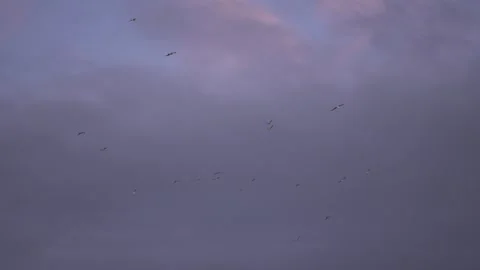 Flock of Birds Flying Over the Opal Coast, France at Dusk Video stock 333614804
