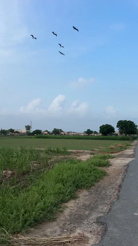 Flock of Birds Flying Over Rural Fields 스톡 동영상 337139864