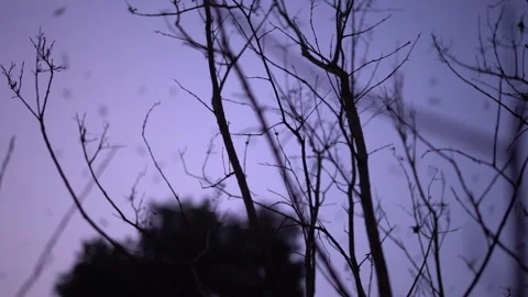 Flock of Birds Flying Over Silhouetted Trees at Dusk 库存影片 342873672