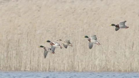 Flock of birds flying over spring lake in slow motion, mallard ducks in flight Stock Footage 236464577
