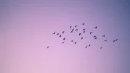 Flock Of Birds Flying Over Sunset Sky Background. Slow Motion. Stock Footage