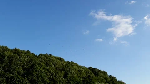 Flock of Birds Flying Over The Trees Stock Footage 134866595