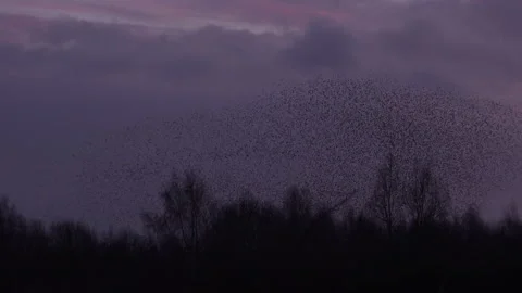 Flock of birds flying over trees in the evening light England UK 4K Video stock 147837330