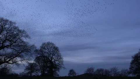 Flock of birds flying over trees in the evening light England UK 4K Stock Footage 147872129