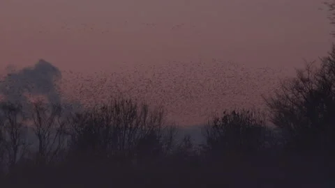 Flock of birds flying over trees in the evening light England UK 4K Видео 147879244