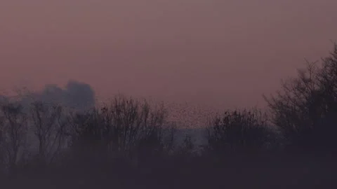 Flock of birds flying over trees in the evening light England UK 4K Video stock 147883390