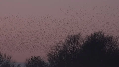 Flock of birds flying over trees n the evening light England UK 4K Stock Footage 147883498