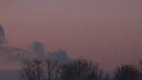 Flock of birds flying over trees in the evening light England UK 4K Stock Footage 147885875