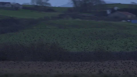 Flock of birds flying over trees in the evening light England UK 4K Видео 147905102