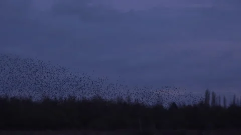 Flock of birds flying over trees in the evening light England UK 4K Stock Footage 148447863