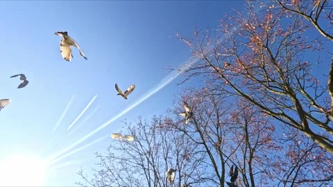 Flock of birds flying over trees in sunny blue sky Stock Footage 321639910