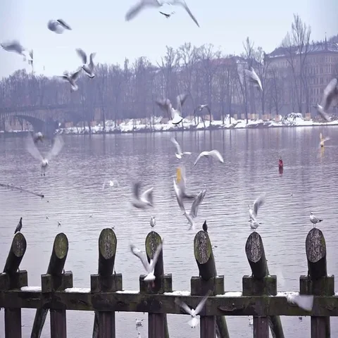 Flock of birds flying over the water. Stock Footage 69423924