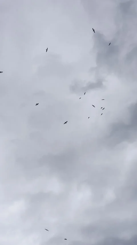 Flock of Birds Flying in the Overcast Cloudy Sky Stock Footage 339492517