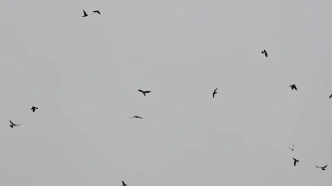 Flock of birds flying in the overcast sky silhouettes 動画素材 341298173