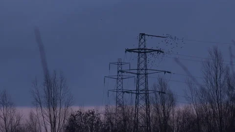 Flock of birds flying from pylon in the evening light England UK 4K 스톡 동영상 147894078