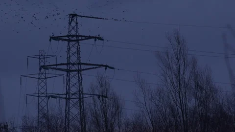 Flock of birds flying from pylon in the evening light England UK 4K Видео 147894843