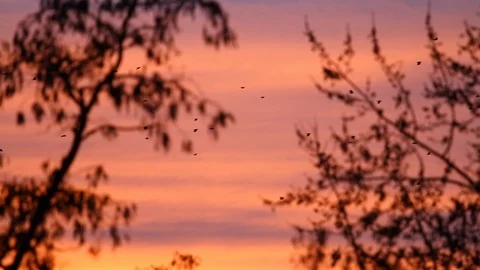 Flock of birds flying in the red sunset sky Stock Footage 121310030