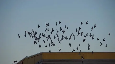 Flock of birds flying side to side above industrial warehouse Stock Footage 233902697