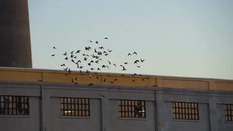 Flock of birds flying side to side above industrial warehouse during sunrise Stock Footage 233902707