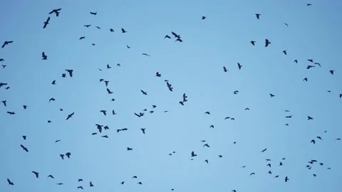 Flock of birds flying in the sky crows. chaos of death concept. group of birds Vídeo Stock 151402196