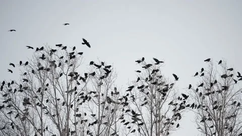 Flock of birds flying in the sky crows. chaos surprise of death concept. group Vídeo Stock 151616010