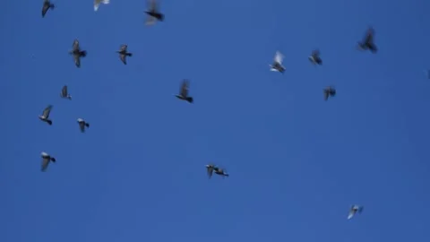 Flock of birds flying in the sky crows. chaos of death concept. Stock Footage 197362326