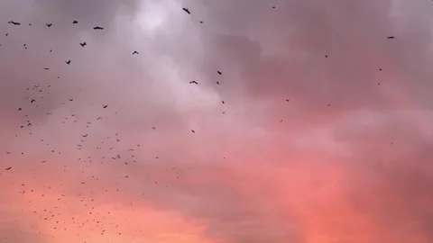 Flock of birds flying in the sky crows Stock Footage 260079049
