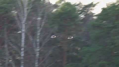 Flock of birds flying in the sky during migration, captured in natural light Stock Footage 321744684