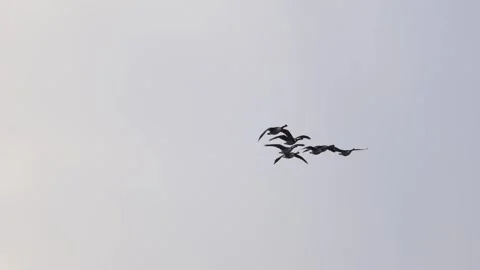 Flock of birds flying in the sky during migration, captured in natural light Vídeos de archivo 321744692