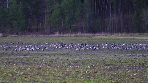 Flock of birds flying in the sky during migration, captured in natural light Stock Footage 321744706