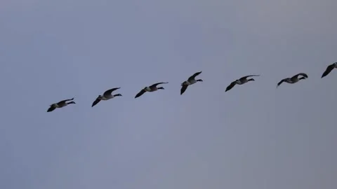 Flock of birds flying in the sky during migration, captured in natural light Stock Footage 321744707