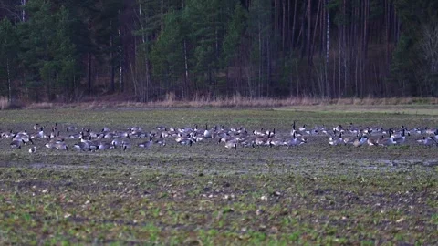 Flock of birds flying in the sky during migration, captured in natural light Stock-Footage 321744724