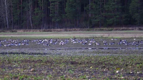 Flock of birds flying in the sky during migration, captured in natural light Stock Footage 321744727