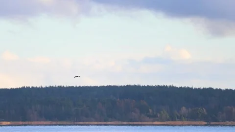 Flock of birds flying in the sky during migration, captured in natural light Stock Footage 321744741