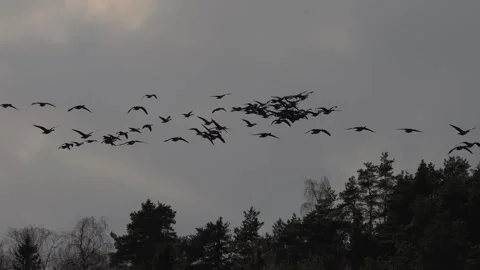 Flock of birds flying in the sky during migration, captured in natural light Video stock 321744766