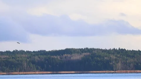 Flock of birds flying in the sky during migration, captured in natural light Stock-Footage 321744768
