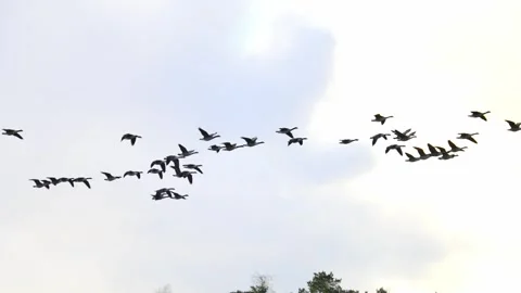 Flock of birds flying in the sky during migration, captured in natural light Vídeo Stock 321744780