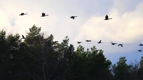 Flock of birds flying in the sky during migration, captured in natural light Stock Footage 321744790