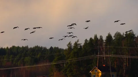 Flock of birds flying in the sky during migration, captured in natural light Stock Footage 321744817