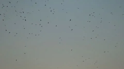 Flock of Birds Flying on the Sky in Dusk, Crows in Flight, Backgrounds Stock Footage