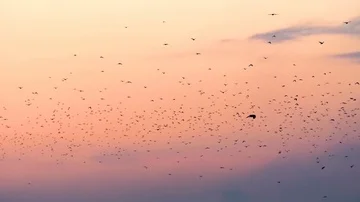 Flock Of Birds Flying In The Sky At Dusk Stock-Footage 85783251