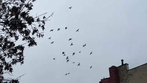 Flock of birds flying in sky - flocking from one building gritty urban NYC Stock Footage 147308684