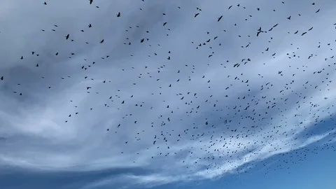 Flock of birds flying in the sky Stock Footage 117900731
