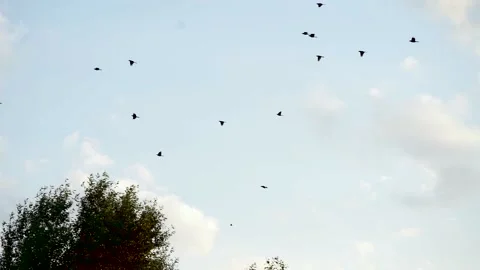 A flock of birds flying in the sky Stock Footage 155404475