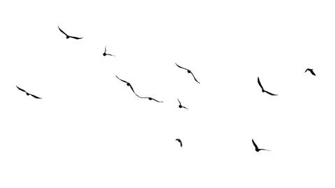 A flock of birds flying in the sky Stock Photos