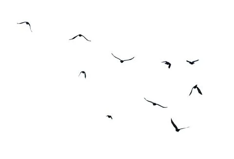 A flock of birds flying in the sky Stock Photos