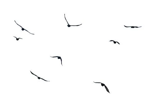 A flock of birds flying in the sky Stock Photos